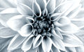 Image Not Available